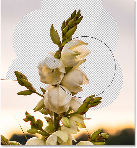 The flowers in the image are being erased along with the background due to their similar colors. 